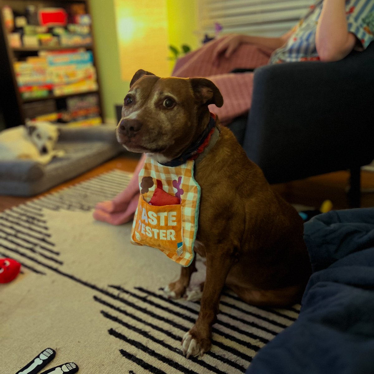 AlexanderWinans's tweet image. He’s ready. #lifeofclyde #thanksgiving #barkbox