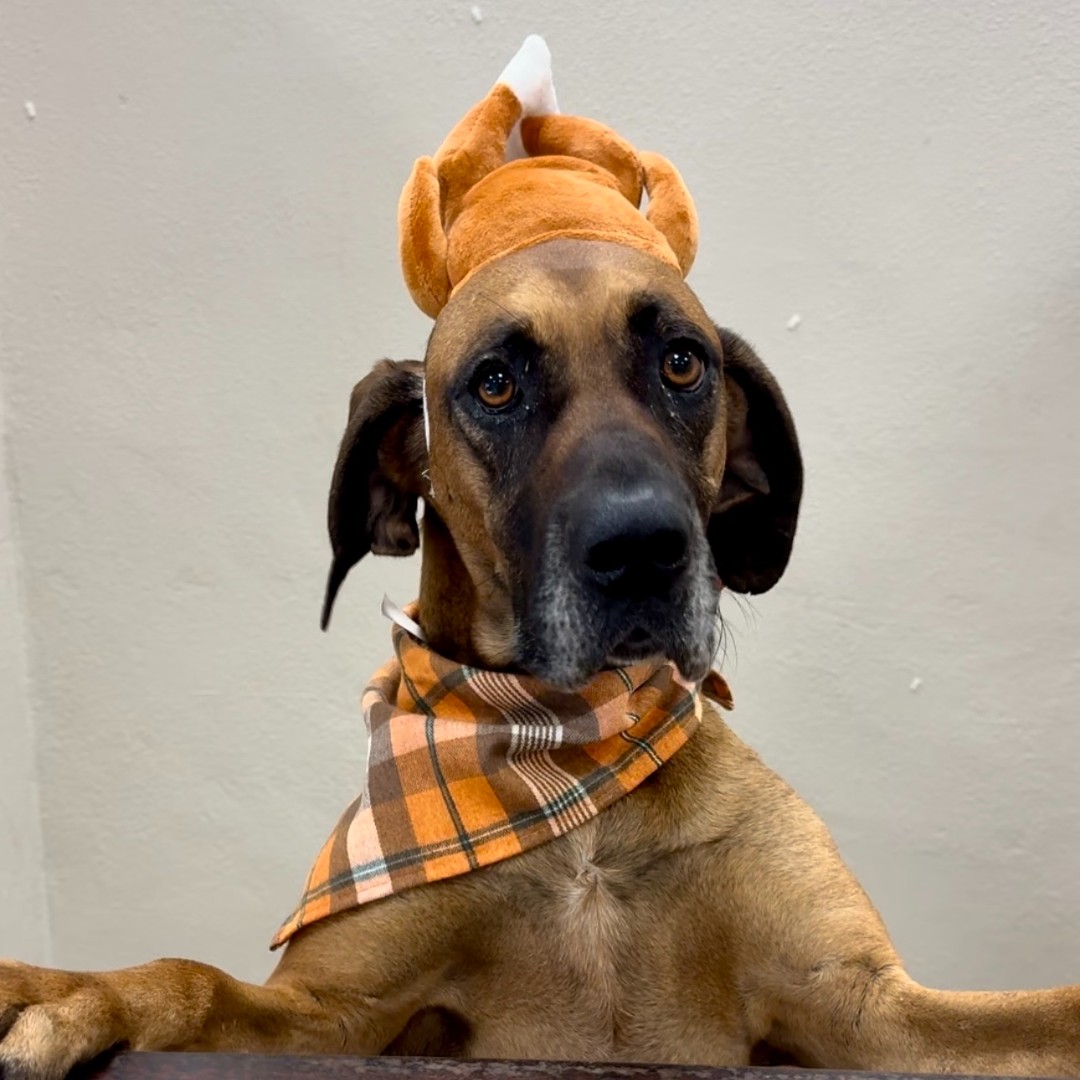 TheGBHS's tweet photo. Meet Queen, a delightful 6-year-old Hound Retriever mix who's already excited for Thanksgiving! If you're looking for a loving and festive companion, Queen is the perfect match. Come visit her at our Adoption Center, located at 300 Snow Drive! https://t.co/ob55FJaS3p