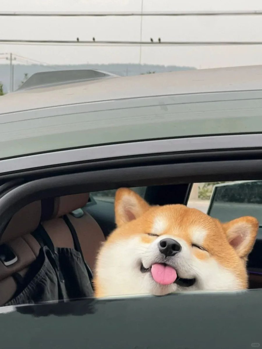 💖 (@twaniimals) on Twitter photo 