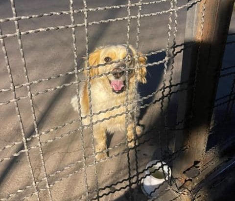 Este(a) perrito(a) se encuentra fuera del Buin Zoo. Lleva un collar azul. Es muy dócil. No saben si está perdido(a) o fue abandonado(a). Si lo(a) estás buscando o deseas adoptarlo(a), comunícate al +56941717807. Favor RT!
#Buin