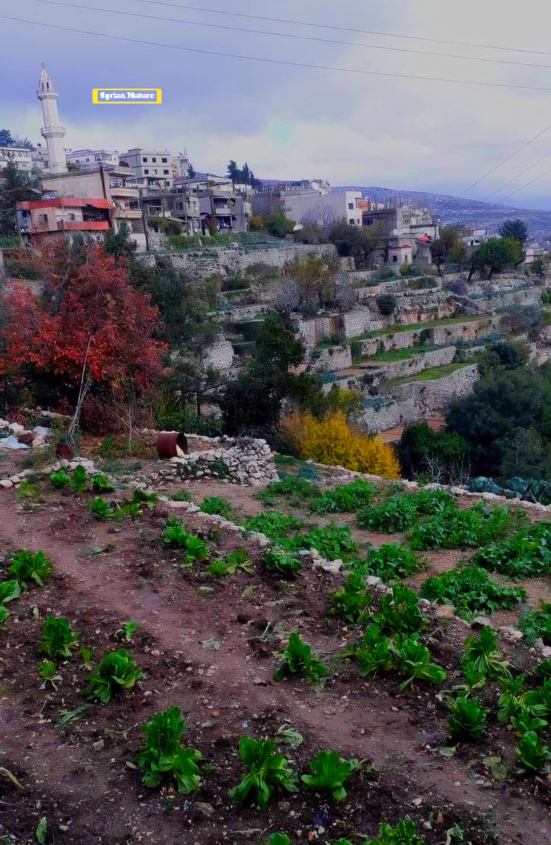 لقطة شتوية من بلدة الدالية في أعالي جبال ريف جبلة 🏔🌬
#سورية
#Syria 🇸🇾
