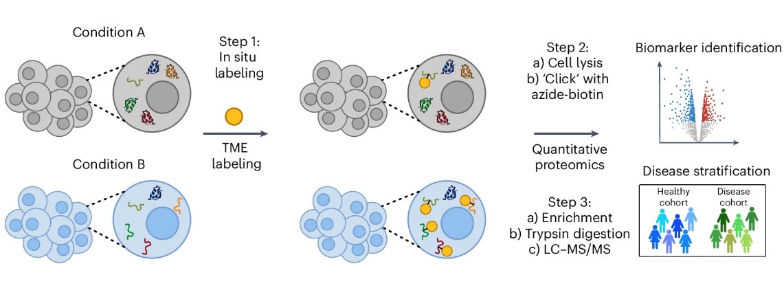 Nature Methods (@naturemethods) on Twitter photo Researchers present a proteome-wide workflow using the bifunctional chemical probe TME to capture, enrich, and profile endogenous disordered proteins in cells.
<a href="/shouxiang_zhang/">Xavier Zhang</a> <a href="/owyongtc/">owyongtc</a> <a href="/yuning_hong/">Y Hong</a> <a href="/LIMSLTU/">La Trobe Institute for Molecular Science</a> <a href="/latrobe/">La Trobe University</a>
nature.com/articles/s4159… Researchers present a proteome-wide workflow using the bifunctional chemical probe TME to capture, enrich, and profile endogenous disordered proteins in cells.
<a href="/shouxiang_zhang/">Xavier Zhang</a> <a href="/owyongtc/">owyongtc</a> <a href="/yuning_hong/">Y Hong</a> <a href="/LIMSLTU/">La Trobe Institute for Molecular Science</a> <a href="/latrobe/">La Trobe University</a>
nature.com/articles/s4159…