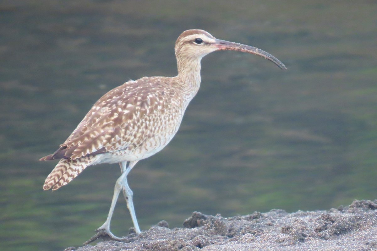 Paul Nicholson tweet media