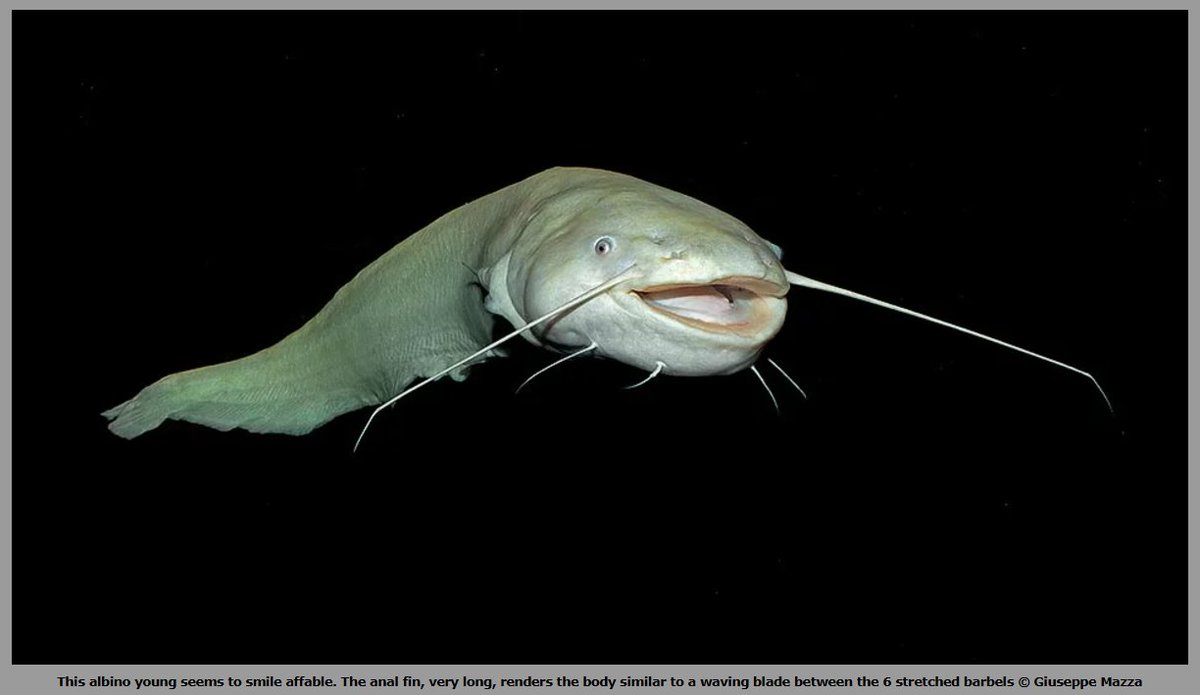 jethroreading32's tweet image. Can't stop looking at this image. He DOES seem to smile affable!