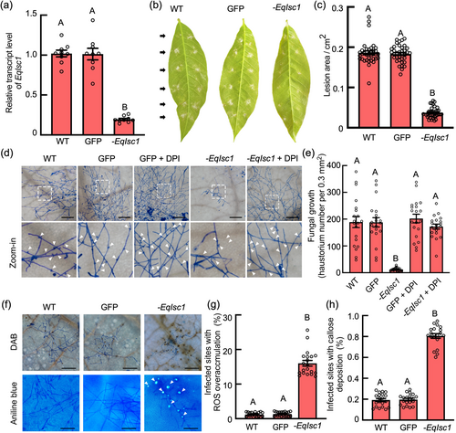 Transformation‐based gene silencing and functional characterization of an ISC effector reveal how a powdery mildew fungus disturbs salicylic acid biosynthesis and immune response in the plant - Yin - 2024 - Molecular Plant Pathology - Wiley Online Library bsppjournals.onlinelibrary.wiley.com/doi/10.1111/mp…