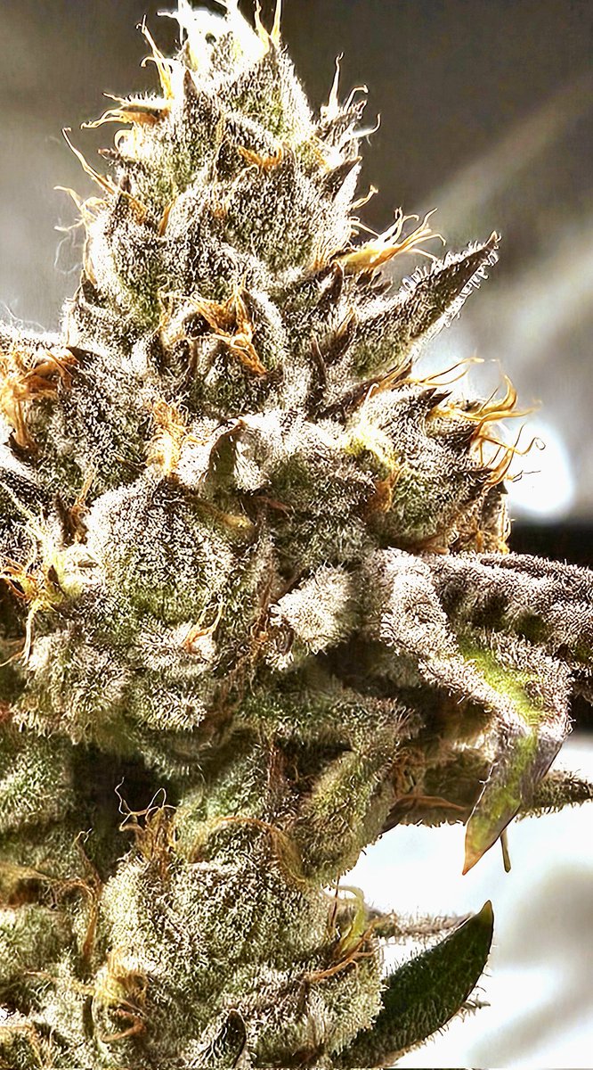 Flow3rfox's tweet photo. Good Morning Day 49
Blizzard x Biscotti 
Blizzard x Runtz
Rocket Candy
@PhenoHuntr 
Feeding Green Planet Nutrients Horti Line 
#cannabisculture #cannabis #Mmemberville #cannabisismedicine #420community #growyourown #plantmama https://t.co/ExS3KlNgJO