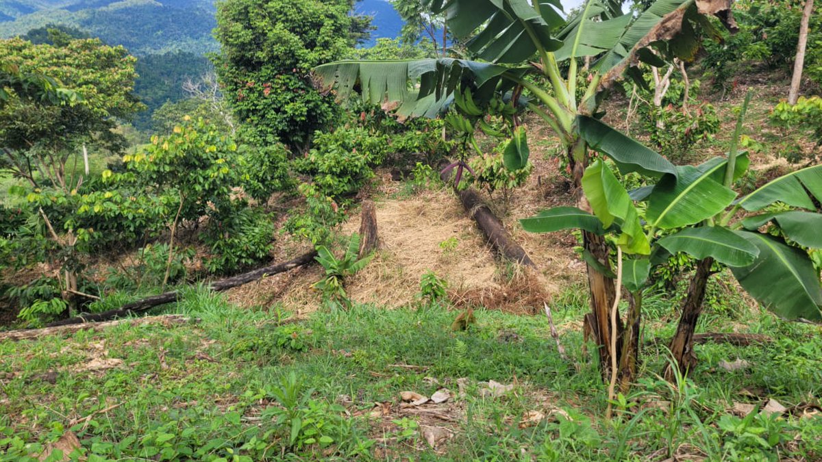 MarenaNicaragua's tweet photo. #MARENA, a través del proyecto “Fortalecimiento de la Resiliencia de Áreas Protegidas”, #GEF5, realizó visita de presencia directa y levantamiento poligonal en fincas de protagonistas de la comunidad El Bálsamo #2, municipio de Siuna, Caribe Norte.
#Biodiversidad https://t.co/PuTZSmLkpU