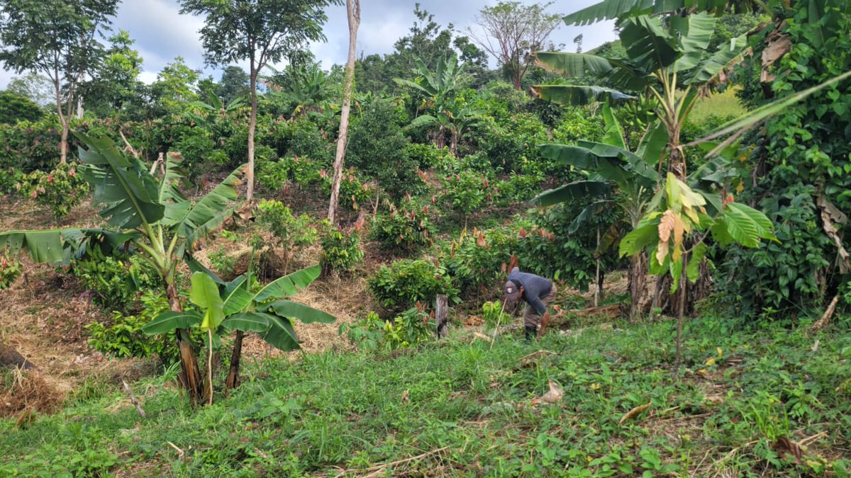 MarenaNicaragua's tweet photo. #MARENA, a través del proyecto “Fortalecimiento de la Resiliencia de Áreas Protegidas”, #GEF5, realizó visita de presencia directa y levantamiento poligonal en fincas de protagonistas de la comunidad El Bálsamo #2, municipio de Siuna, Caribe Norte.
#Biodiversidad https://t.co/PuTZSmLkpU