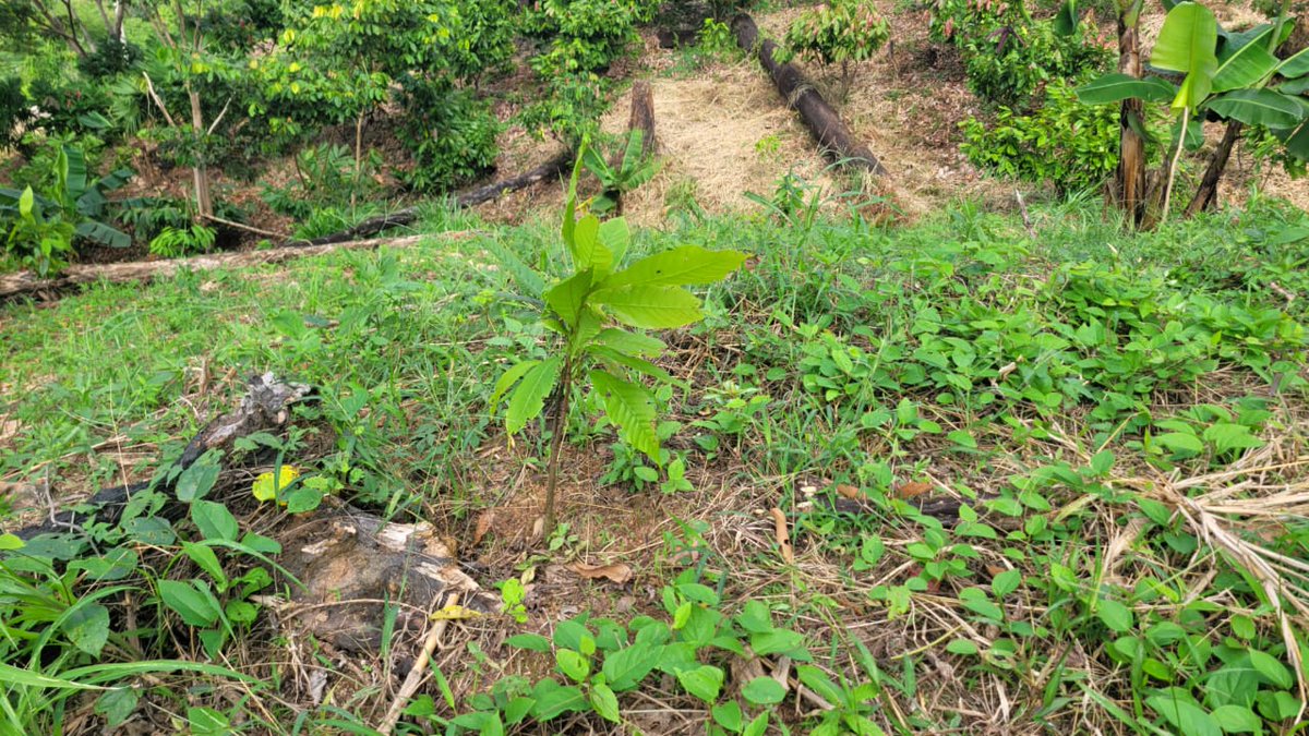 MarenaNicaragua's tweet photo. #MARENA, a través del proyecto “Fortalecimiento de la Resiliencia de Áreas Protegidas”, #GEF5, realizó visita de presencia directa y levantamiento poligonal en fincas de protagonistas de la comunidad El Bálsamo #2, municipio de Siuna, Caribe Norte.
#Biodiversidad https://t.co/PuTZSmLkpU