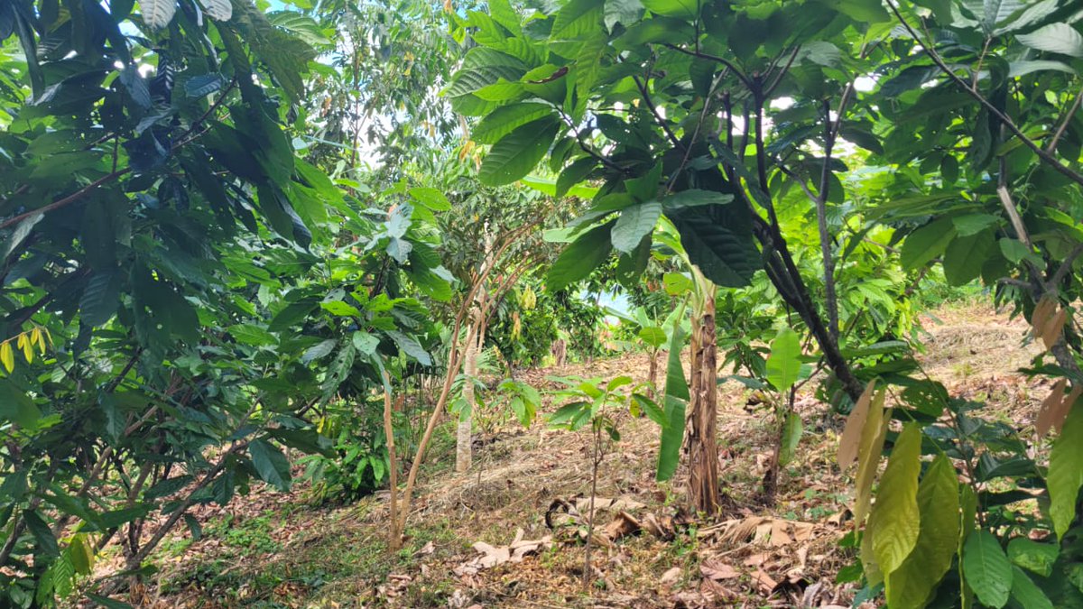 MarenaNicaragua's tweet photo. #MARENA, a través del proyecto “Fortalecimiento de la Resiliencia de Áreas Protegidas”, #GEF5, realizó visita de presencia directa y levantamiento poligonal en fincas de protagonistas de la comunidad El Bálsamo #2, municipio de Siuna, Caribe Norte.
#Biodiversidad https://t.co/PuTZSmLkpU