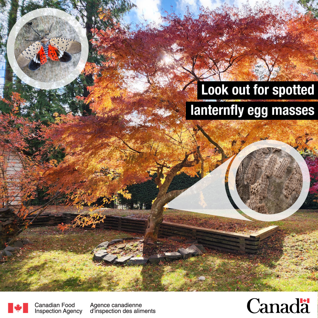 Storing your patio set or bike for the winter? Look out for #SpottedLanternfly adults and their egg masses. 🧐
  
Spot something? Report it here: bit.ly/3WG6jLJ
  
#InvasiveSpecies #PlantHealth