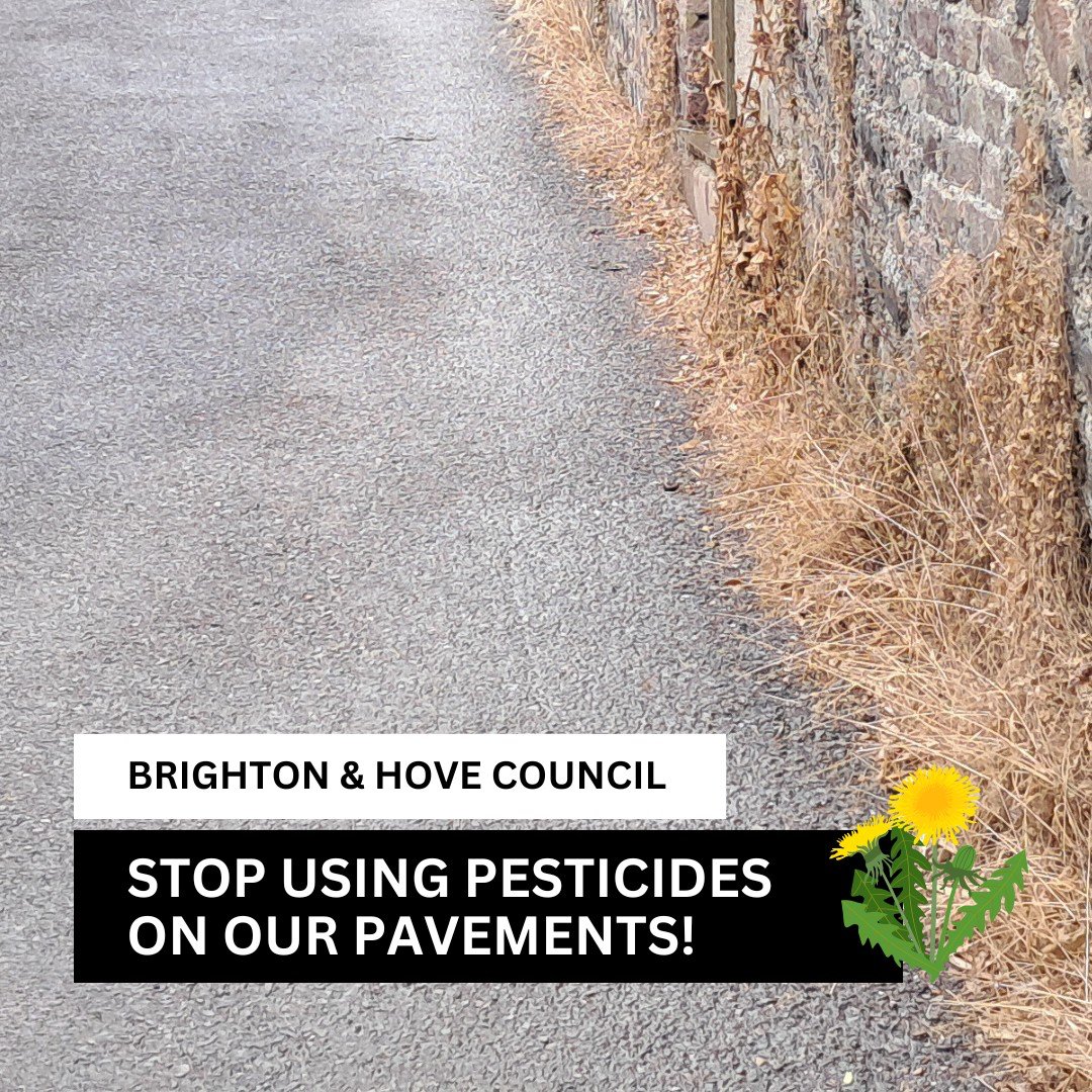 B & H Wildlife Forum (@btnhovewildlife) on Twitter photo We support the call for Brighton & Hove Council to end the use of pesticides on our pavements and streets. Protect the health of residents and support biodiversity by establishing alternative methods of weed control. #PesticideFreeBrighton&Hove <a href="/rowkz/">Tim Rowkins</a> <a href="/BellaSankey/">Bella Sankey</a> We support the call for Brighton & Hove Council to end the use of pesticides on our pavements and streets. Protect the health of residents and support biodiversity by establishing alternative methods of weed control. #PesticideFreeBrighton&Hove <a href="/rowkz/">Tim Rowkins</a> <a href="/BellaSankey/">Bella Sankey</a>