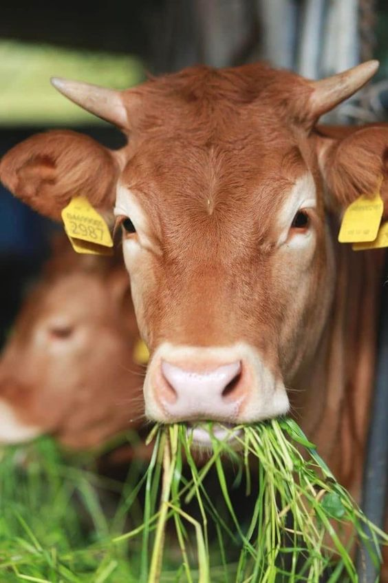 J__Amelia's tweet photo. God Christ Grass-Fed Meat Regenerative Farms  Single-Ingredient Real Foods Raw, Whole Milk for the Masses  Demonization of fake foods &amp; patents Knowing exactly where our food comes from https://t.co/G7lHeofFdt