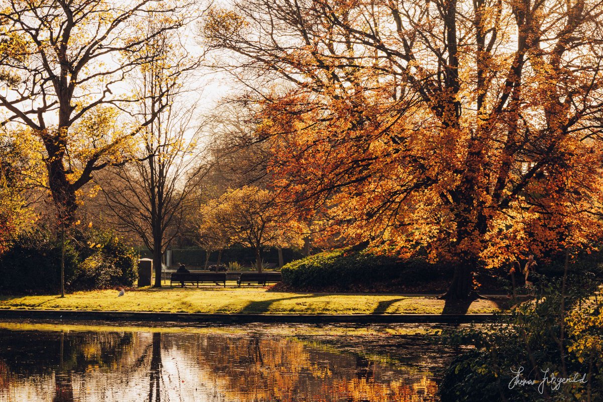 Thomas Fitzgerald tweet media