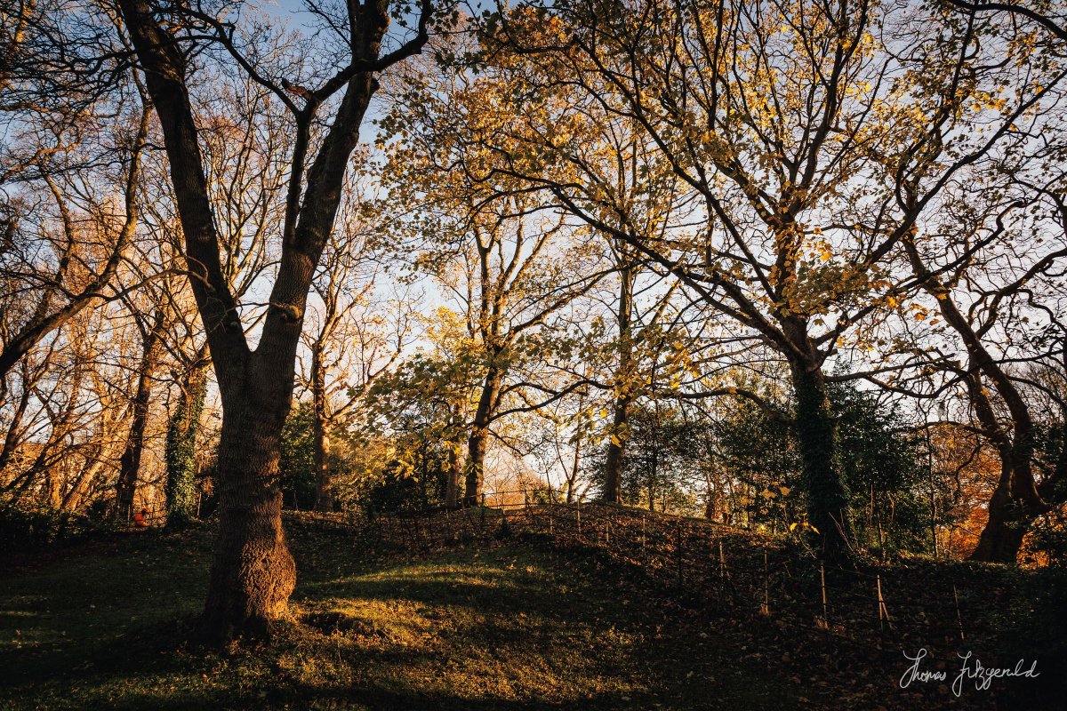 Beautiful winter light in Stephen's Green today!

#LoveDublin #Dublin #Ireland #Winter #Photography