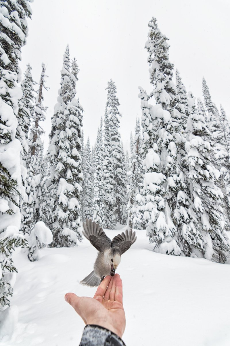 vincentschnabl's tweet photo. Winter Wildlife ❄️ https://t.co/Kzzp8LH62U