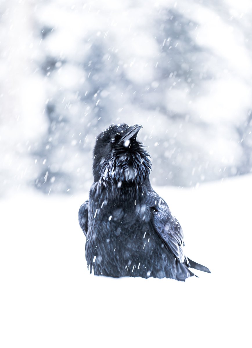 vincentschnabl's tweet photo. Winter Wildlife ❄️ https://t.co/Kzzp8LH62U