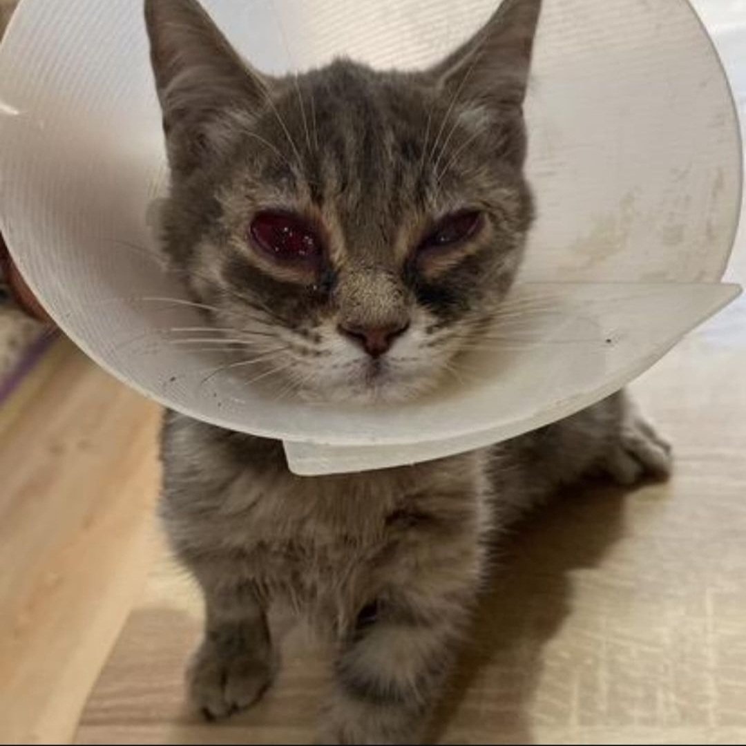 📍ÖMÜRLÜK YUVA
Bu yavruya ömürlük yuva arıyoruz. Yavrunun iki gözü görmüyormus, sadece bir gözü ışık seçiyormus. Sokağa geri dönemez. Aşılarını aksatmadan yaptırabilecek zamanı geldiğinde kısırlaştırabilecek aile arıyor. Sahiplendirme takip şartı ile olacaktır.
İnsta:@zsnsrmt