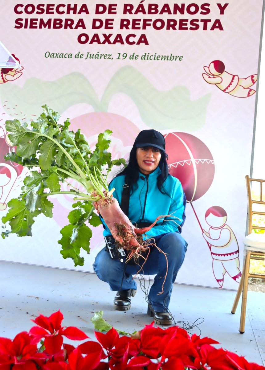 Así fue la cosecha de rábanos 2023...❤️
#revistadigitalmujerdeoaxaca
#séturistaenoaxaca
#turisteando
Justo en este momento los rábanos están en etapa de crecimiento, gracias a nuestros hortelanos oaxaqueños, rábanos enormes serán cosechados para la esperada #NocheDeRábanos2024