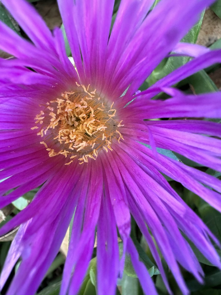 This is what happens when it rains in #centralcalifornia. #flowers #cali