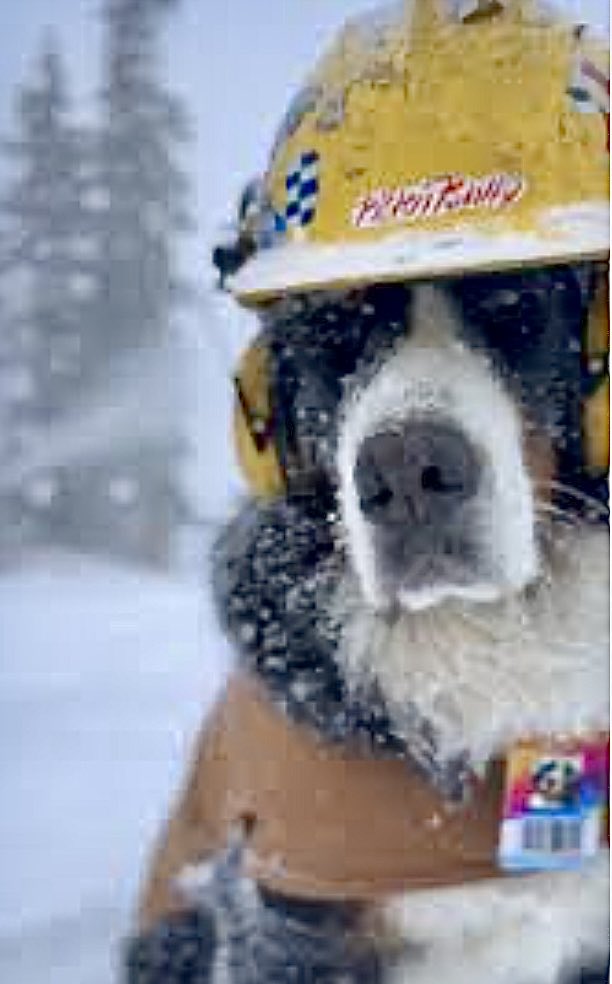 ⁦<a href="/courtney_fromm/">Courtney Fromm</a>⁩ You GO Girl, with the Mayor of Georgetown, Parker the Snow Dog!!!!  😉👍🏼