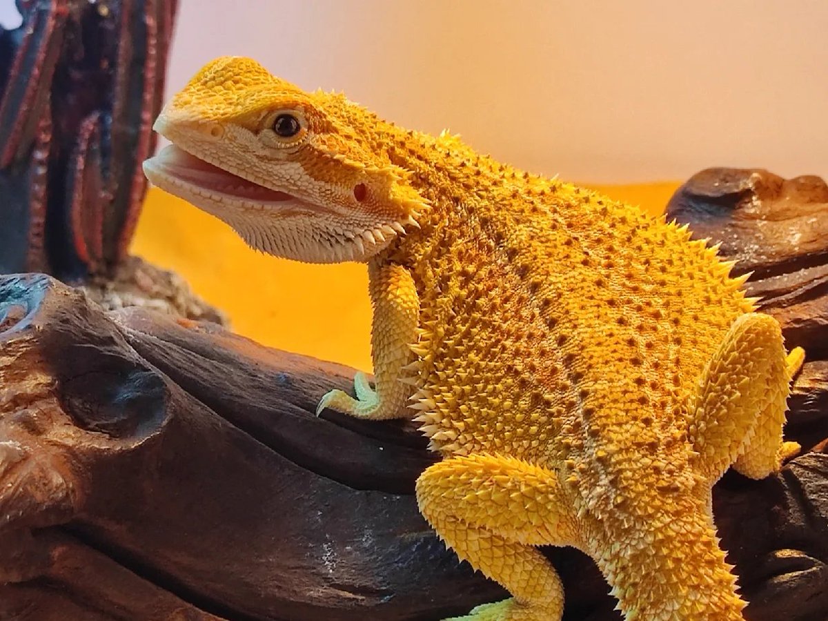 金色のたてがみであるライオントカゲを見たことがありますか?🦎