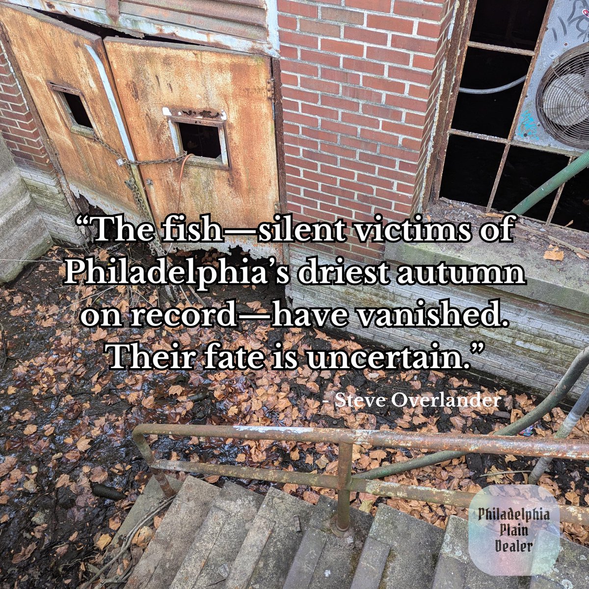 NEW: What happened to the Fish Pond at the Navy Yard? Is it possible that the fish survived the drought? 

📝 by <a href="/BobbyCeleryseed/">Steve O</a> 

Read here: phillyplaindealer.com/2024/11/26/the…