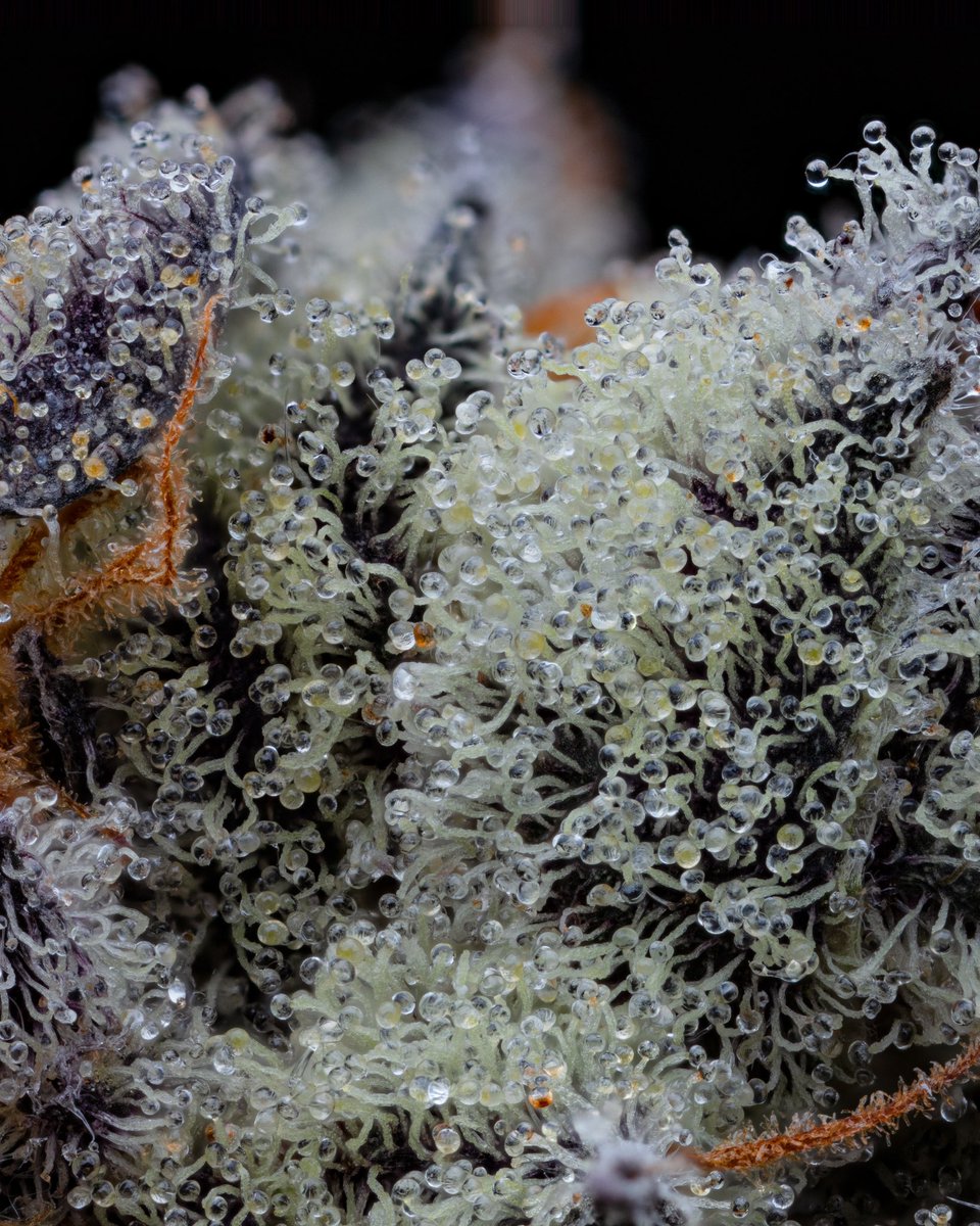 Nug shot of the macro I posted yesterday ❄️. Also another angle of macro, different branch. 

📸: Oreoz