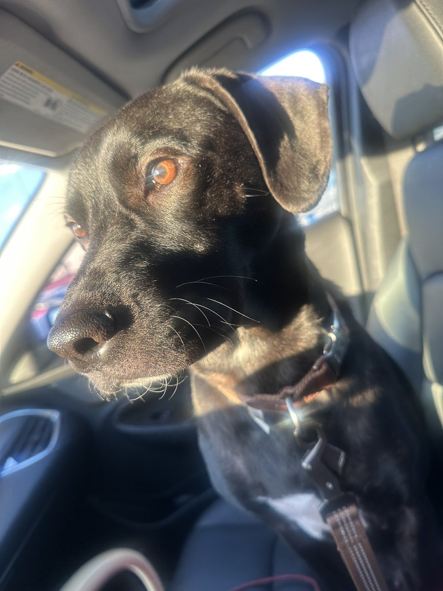 just being a girl with her boy dog….🤍