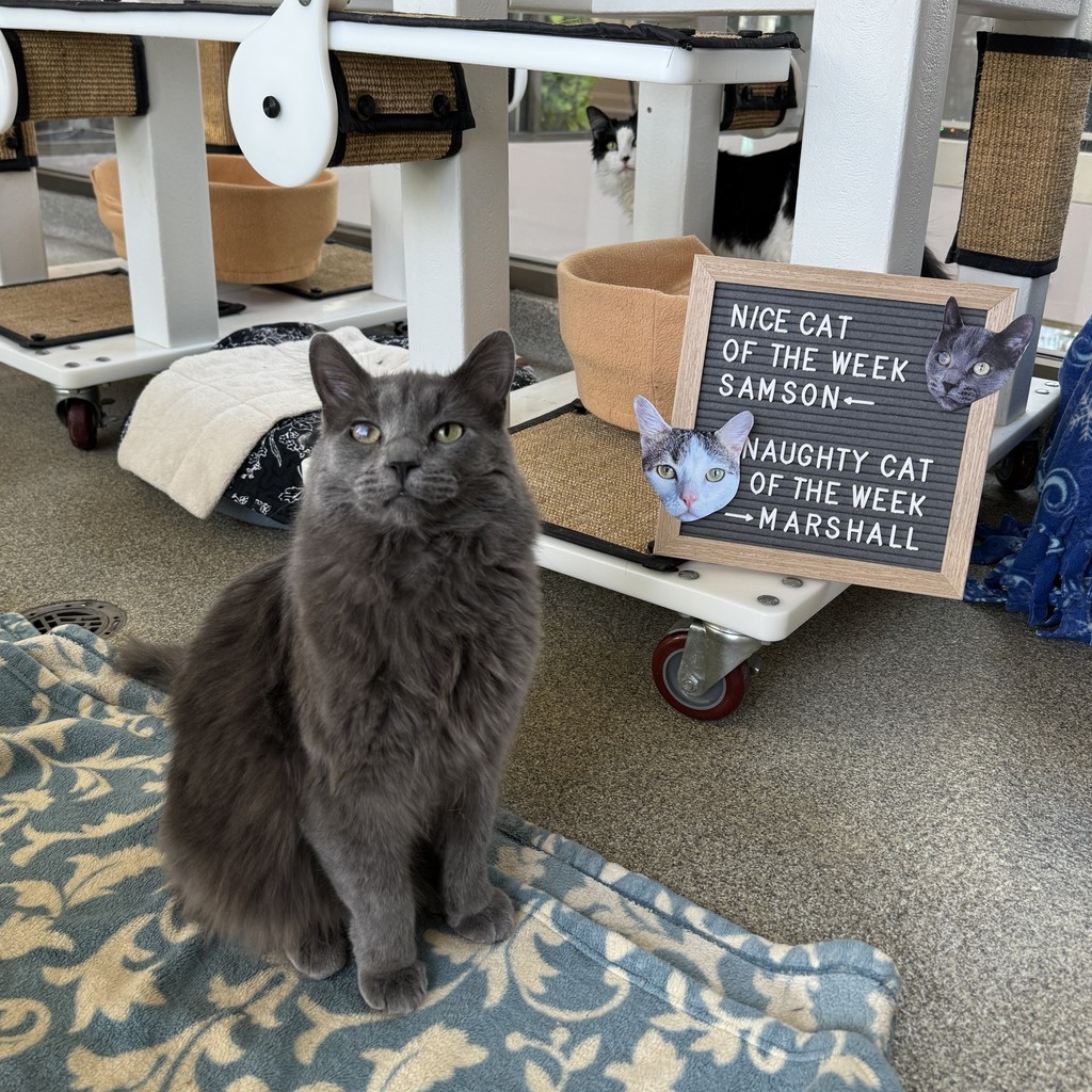 TreeHouseCats's tweet photo. NICE CAT OF THE WEEK: Samson ✅️👍️
Fluffy? ✔️ Affectionate? ✔️✔️
NAUGHTY CAT OF THE WEEK: Marshall ❌️👎️
He's screaming from kitty jail. (Guilty of jumping on other cats.) 🚓
#TreeHouseCats #NiceCat #NaughtyCat #Adopt #Chicago #ShelterCats https://t.co/eBNqRebAH0