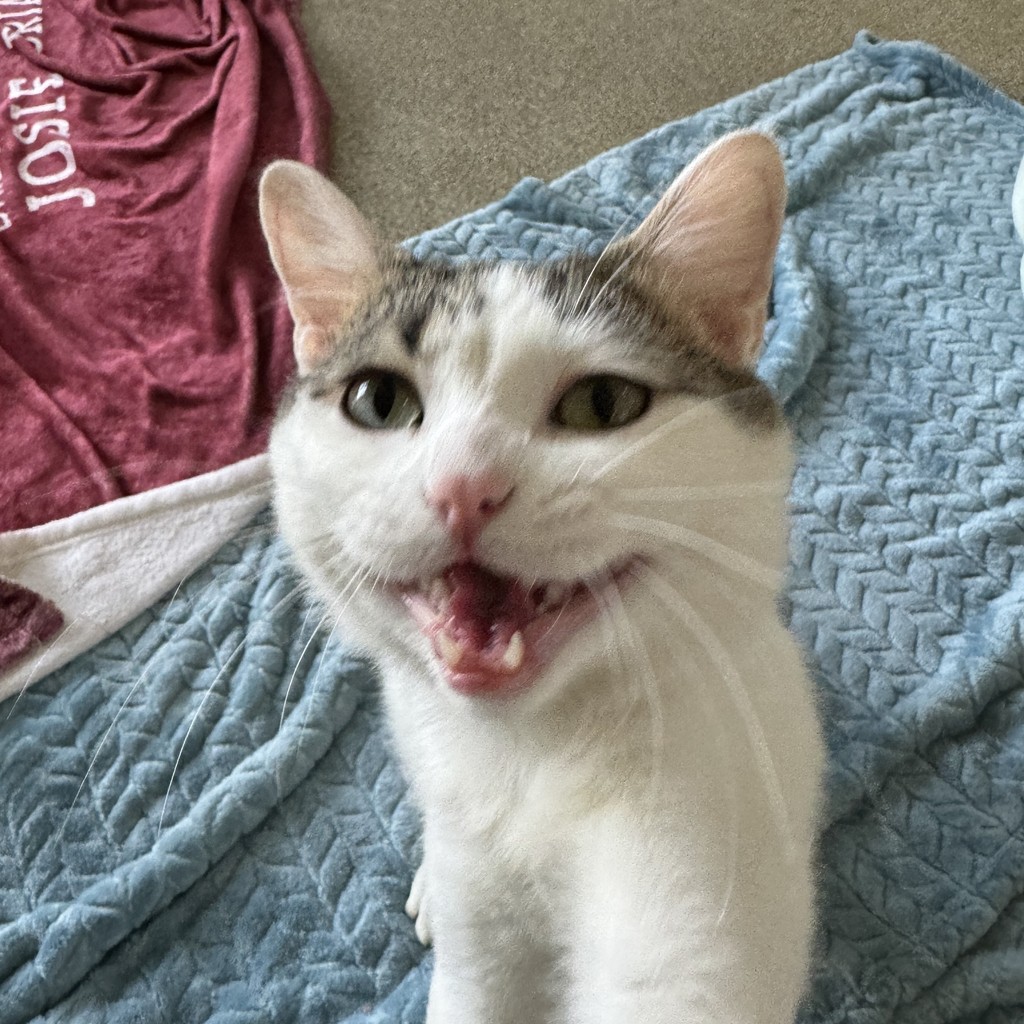 TreeHouseCats's tweet photo. NICE CAT OF THE WEEK: Samson ✅️👍️
Fluffy? ✔️ Affectionate? ✔️✔️
NAUGHTY CAT OF THE WEEK: Marshall ❌️👎️
He's screaming from kitty jail. (Guilty of jumping on other cats.) 🚓
#TreeHouseCats #NiceCat #NaughtyCat #Adopt #Chicago #ShelterCats https://t.co/eBNqRebAH0