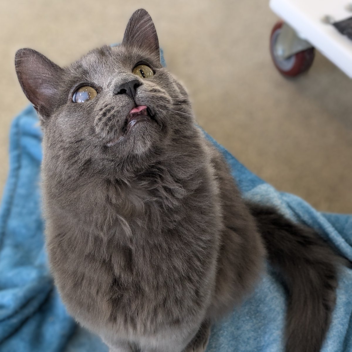 TreeHouseCats's tweet photo. NICE CAT OF THE WEEK: Samson ✅️👍️
Fluffy? ✔️ Affectionate? ✔️✔️
NAUGHTY CAT OF THE WEEK: Marshall ❌️👎️
He's screaming from kitty jail. (Guilty of jumping on other cats.) 🚓
#TreeHouseCats #NiceCat #NaughtyCat #Adopt #Chicago #ShelterCats https://t.co/eBNqRebAH0