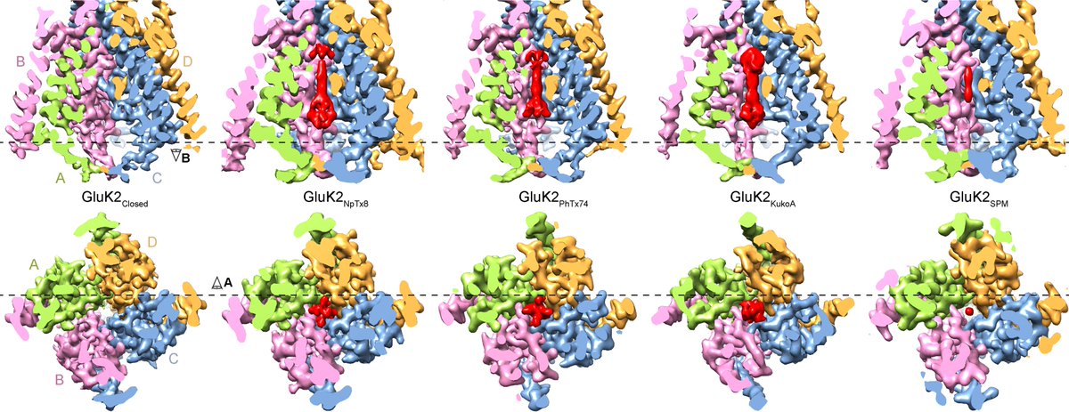 Alexander Sobolevsky (@alexandersobol6) on Twitter photo Structures of GluK2 kainate receptor in complex with spermine and polyamine-containing toxins elucidate the trapping mechanism of channel block and provide a template for designing new drugs. <a href="/shantigangwar/">Shanti Pal Gangwar</a> <a href="/MariaKarela3/">Maria Karela</a> <a href="/LauraYen42/">Laura Yen</a> <a href="/MKCMU/">Maria Kurnikova</a>
nature.com/articles/s4146… Structures of GluK2 kainate receptor in complex with spermine and polyamine-containing toxins elucidate the trapping mechanism of channel block and provide a template for designing new drugs. <a href="/shantigangwar/">Shanti Pal Gangwar</a> <a href="/MariaKarela3/">Maria Karela</a> <a href="/LauraYen42/">Laura Yen</a> <a href="/MKCMU/">Maria Kurnikova</a>
nature.com/articles/s4146…