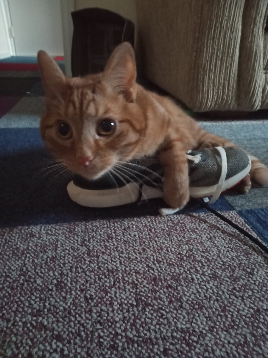 Ginger Cat tweet media