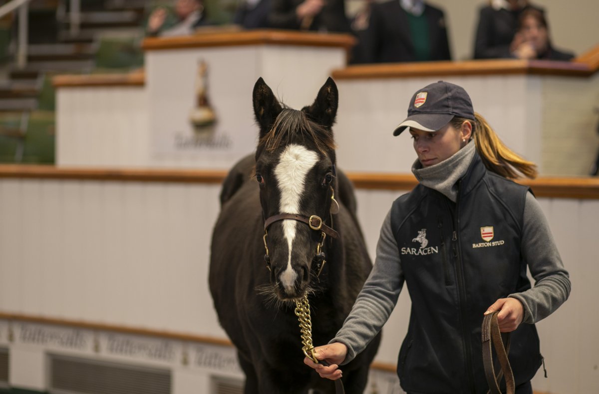 rpbloodstock's tweet photo. "For us he was the best physical today. He walks well, has size and scope and is only a May foal, so he stood out."

Space Traveller colt overcomes challenging trade to top day one of December Foal Sale at 82,000gns 

Details here 👉 https://t.co/vFm09mseLA https://t.co/1Wz0v5o7VO
