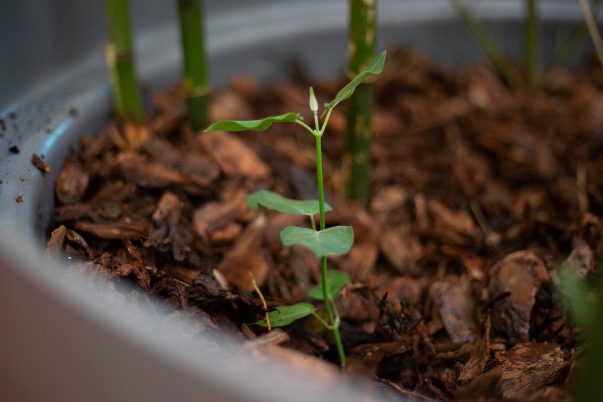 Ubatec SA tweet media