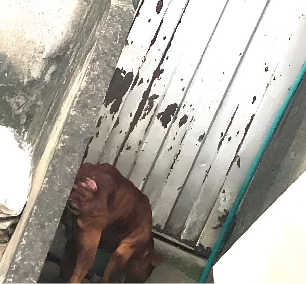 Se necesita salvar urgente a este perrito <a href="/AnimalesBOG/">Protección Animal Bogotá</a> . Está en muy malas condiciones, tiene heridas visibles, se está muriendo de hambre y frío. No se ha podido ingresar a la casa a rescatarlo.

El sujeto que lo tiene es agresivo y no ha querido entregarlo. Se ha llamado a