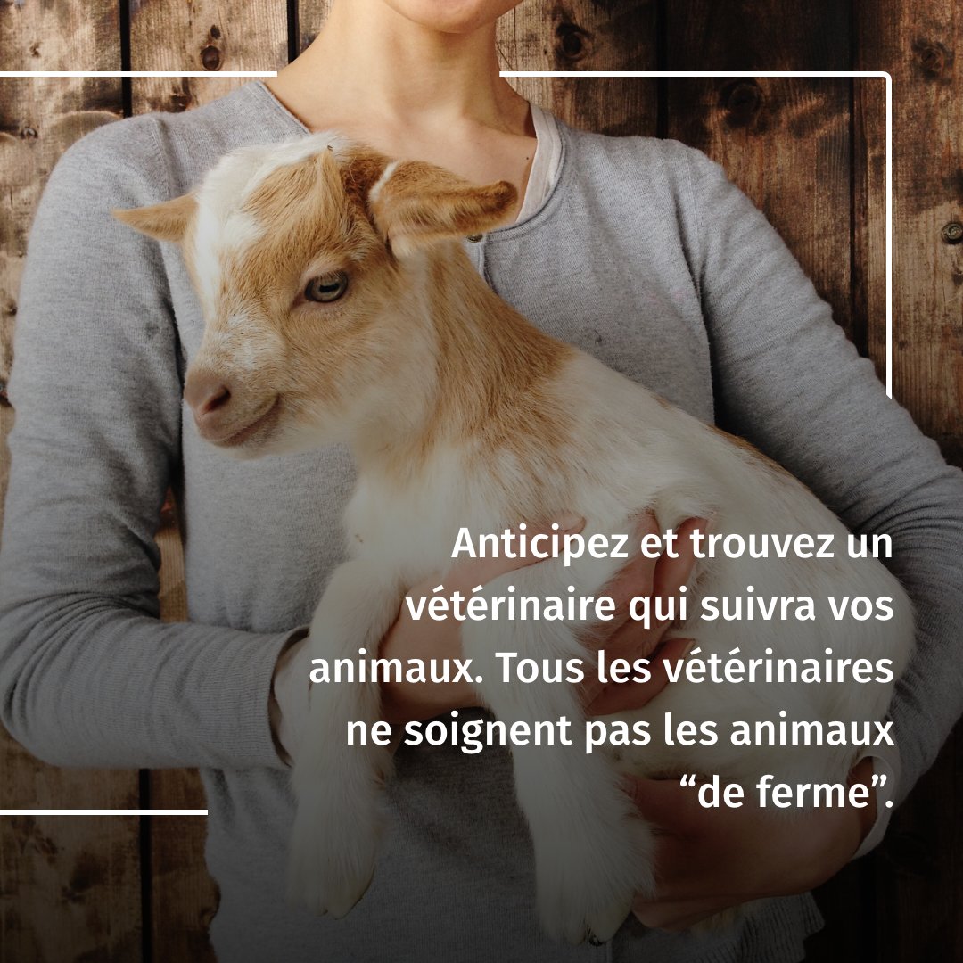 Vous avez une chèvre ? Un mouton ? 
Savez-vous comment procéder pour les faire soigner ?
Il est prudent de trouver un(e) #vétérinaire pour assurer le suivi médical et sanitaire de vos animaux. 
Pour en savoir plus, consultez notre fiche pratique : veterinaire.fr/je-suis-propri…
