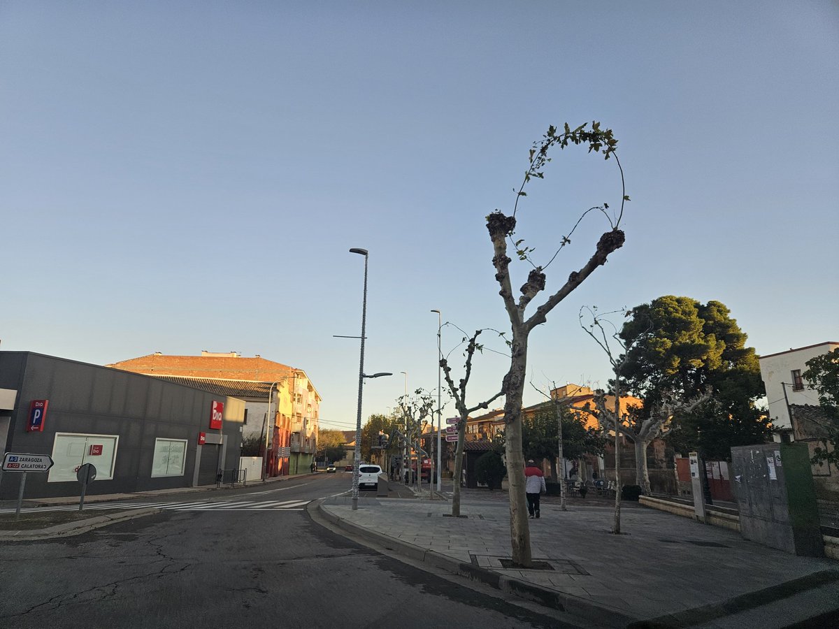 sevegodina's tweet photo. #maltratonatural #AlertaPoda
En #LaAlmunia.
Y no me gusta hablar mal de mi pueblo, pero en esto no se están haciendo bien las cosas.
@arboles_magicos
@Natxes @AlbertoGiPas @ALODICA @elenae_ @carmelomarcen @henaresxelclima @marusartwatch @SemillasAragon @arbolesypaz https://t.co/d9owrWGOJn