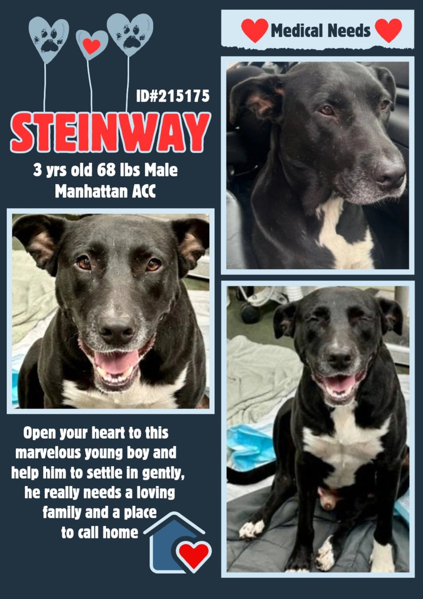 anja_brckner3's tweet image. His #path has been #stony  but precious #Steinway is now ready for a new #start in #life ❤️ 

He&apos;s a #NewIntake at #NYCACC #Manhattan and maybe #BlackWeek brings him #luck and some extra #medicalcare ⚕️🙏🏻❤️

Please #FOSTER
#adoptahope #pledge #rescue 🙏🏻

nycacc.app/#/browse/215175