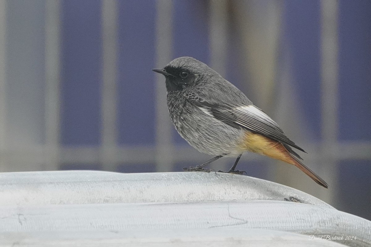 David Borderick (@daveborderick) on Twitter photo Yesterdays superb Male Black Redstart at Lowestoft Wind Turbine <a href="/LowestoftLizard/">Terry Dactyl</a> <a href="/SuffolkBirdGrp/">Suffolk Bird Group</a> <a href="/BINsBirder/">Lee Woods</a> <a href="/BTO_Suffolk/">BTO Suffolk</a> Yesterdays superb Male Black Redstart at Lowestoft Wind Turbine <a href="/LowestoftLizard/">Terry Dactyl</a> <a href="/SuffolkBirdGrp/">Suffolk Bird Group</a> <a href="/BINsBirder/">Lee Woods</a> <a href="/BTO_Suffolk/">BTO Suffolk</a>
