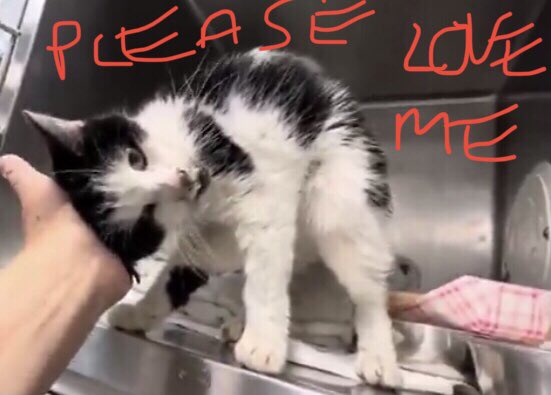 catgirl321's tweet photo. 🆘CODE RED: CRITICAL🆘
Mega friendly, very gentle &amp; trusting purrbug TRAFALFAR needs #IMMEDIATE #MEDICAL #CARE and #RESCUE‼️
*DEPENDENT ON PLEDGES*
PLEASE #RT #PLEDGE #FOSTER #ADOPT - everything you can do to #SAVE HER✔️
#cats #NYC #AdoptDontShop #SharingSavesLives
RT@PeterAskin1 https://t.co/lvkY6pDq4C