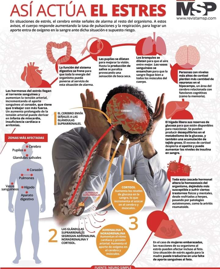 Así actúa el estrés 👇👇👇👇👇
