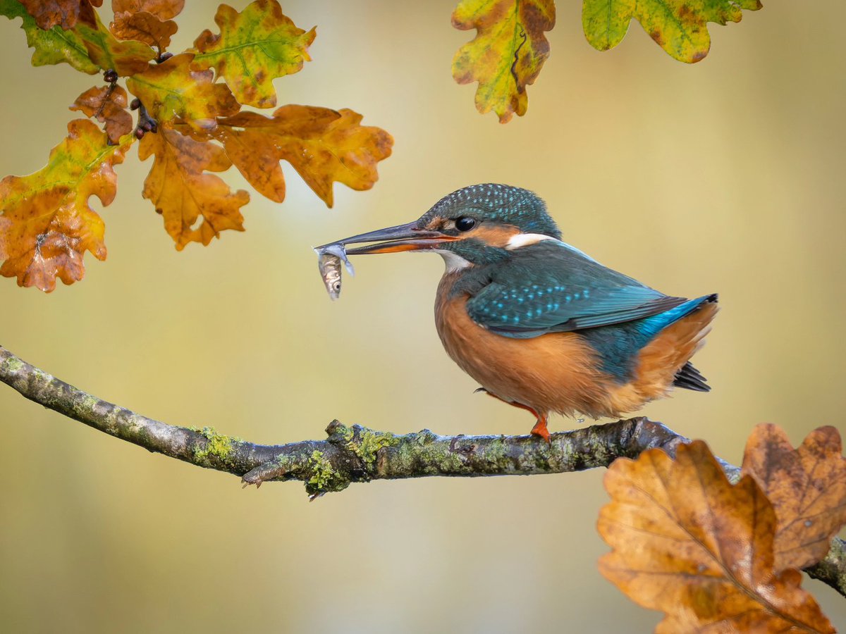 martingoffphoto's tweet photo. Mrs Kingfisher enjoying her fish supper in some beautiful autumnal surroundings 😊

🦅 Kingfisher (Alcedo atthis) 
📷 OM System OM1ii with Olympus 100-400mm lens
🗺️ Teddesley Park Estate, Staffordshire 

#kingfisher #colourfulbirds #Alcedoatthis #omsystem https://t.co/d2HWKZMWDr