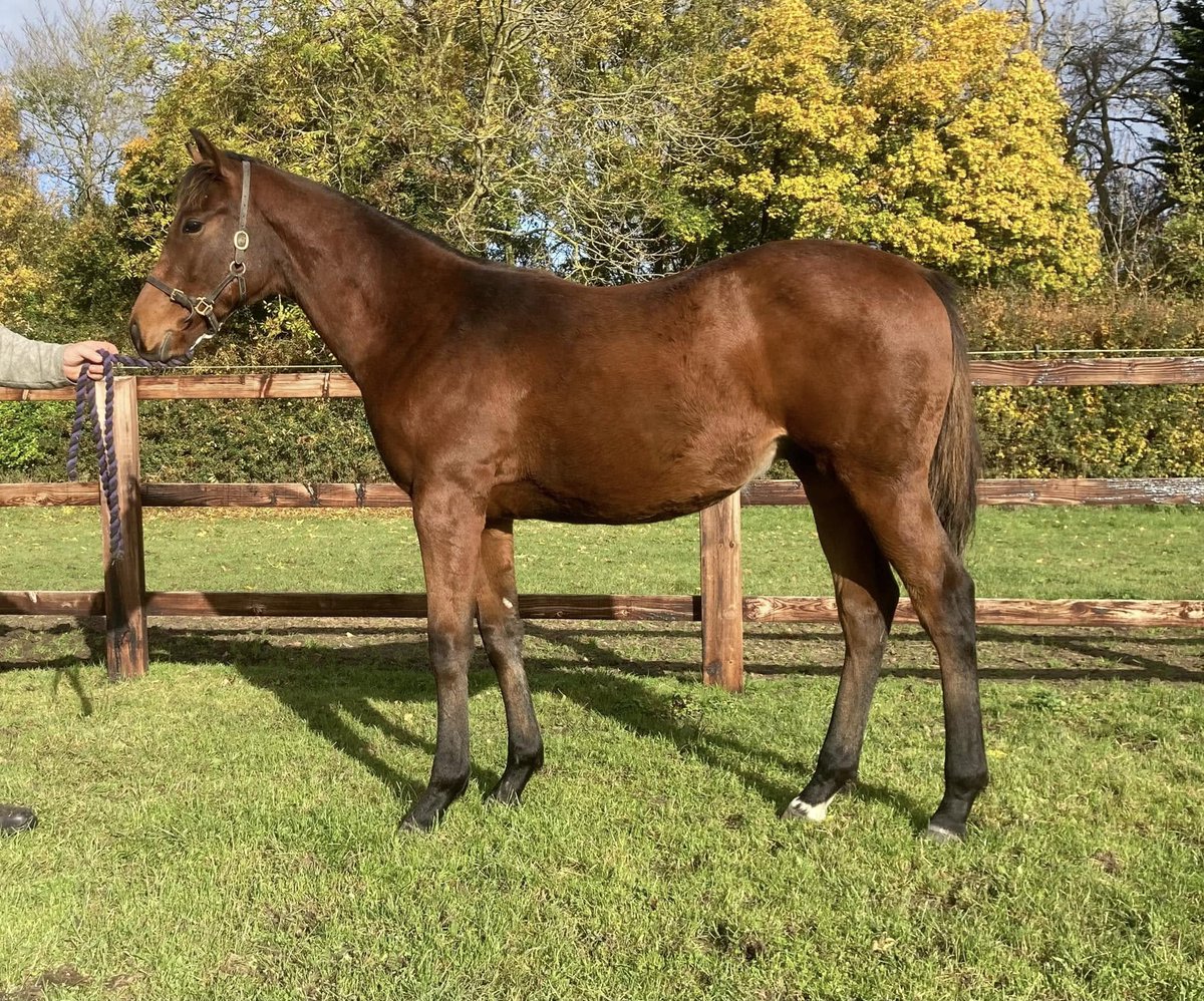 Delighted to have sold this <a href="/newsellspark/">Newsells Park Stud</a>  A'Ali sired colt for 40k today at <a href="/Tattersalls1766/">Tattersalls</a>. First foal out of a homebred mare. Don't miss our next two colt foals (by A'Ali and Stradivarius) selling on Saturday. Thanks to all the team <a href="/BartonStud1/">Barton Stud</a> for consigning him for us.
