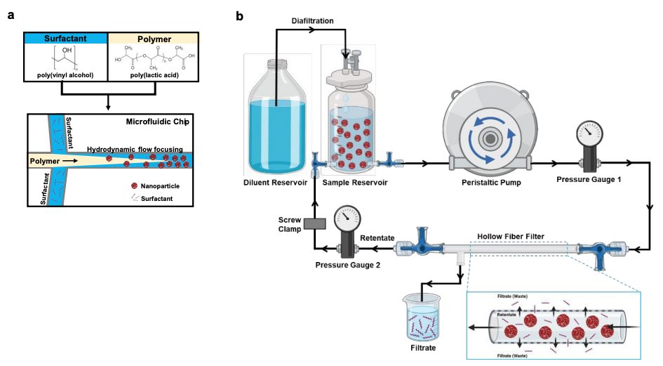 Excited to share our study on microfluidics and tangential flow filtration (TFF) for scalable production of polymer NPs. Interestingly, we found purification method-dependent effects on biodistribution, protein corona, and bioactivity. RSC Pharmaceutics tinyurl.com/mwvmycfa