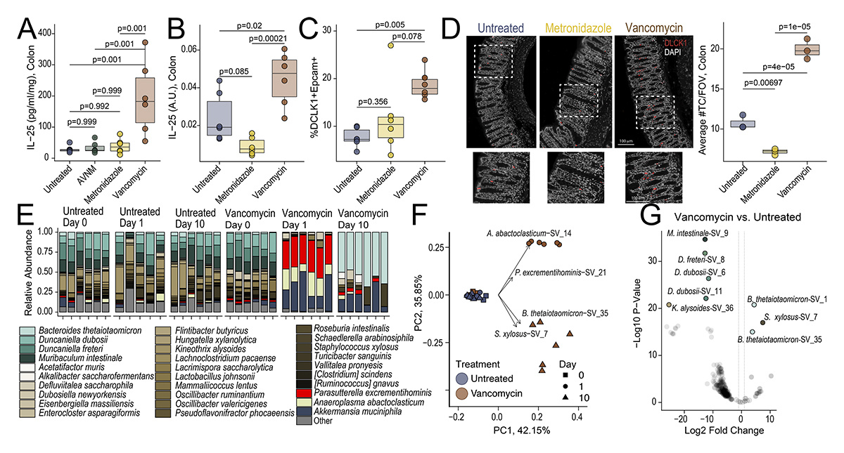 Journal of Experimental Medicine (@jexpmed) on Twitter photo Kellogg, <a href="/ReboldiLab/">Reboldi Lab</a> <a href="/BucciVanni/">Vanni Bucci, Ph.D. 🇮🇹🇺🇲🇺🇦</a> et al. reveal that #microbiome-driven tuft cells’ hyperplasia in the colon helps defend against Clostridioides difficile infection, providing a pathway thru which host & microbial interactions protect against pathogens. hubs.la/Q02ZzVNn0 Kellogg, <a href="/ReboldiLab/">Reboldi Lab</a> <a href="/BucciVanni/">Vanni Bucci, Ph.D. 🇮🇹🇺🇲🇺🇦</a> et al. reveal that #microbiome-driven tuft cells’ hyperplasia in the colon helps defend against Clostridioides difficile infection, providing a pathway thru which host & microbial interactions protect against pathogens. hubs.la/Q02ZzVNn0