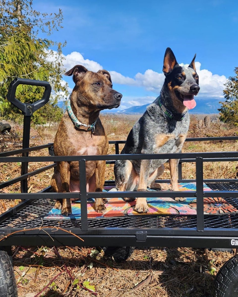 Ariat's tweet image. Thankful for our furry friends. 🐾 #AriatWork