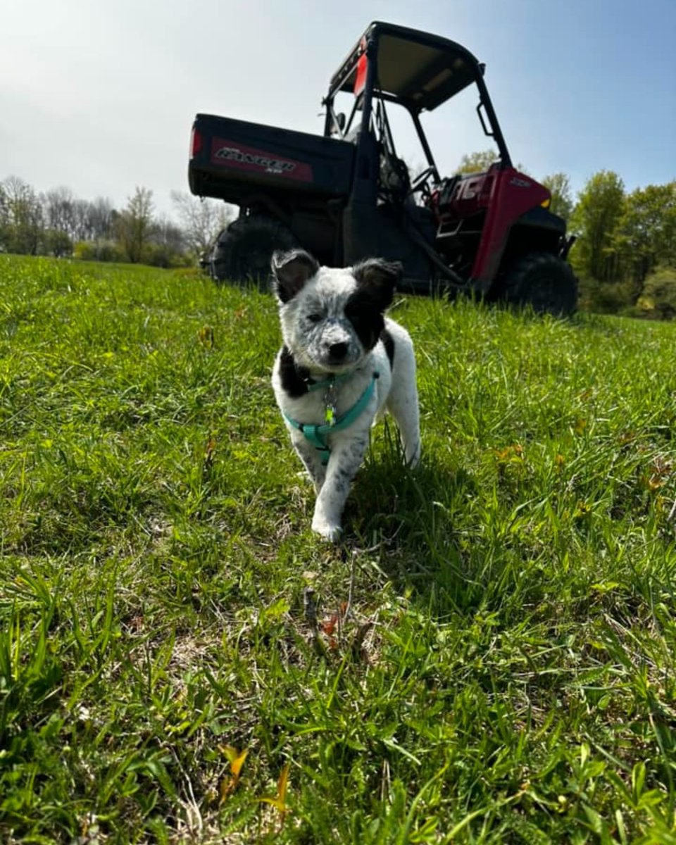 Ariat's tweet image. Thankful for our furry friends. 🐾 #AriatWork