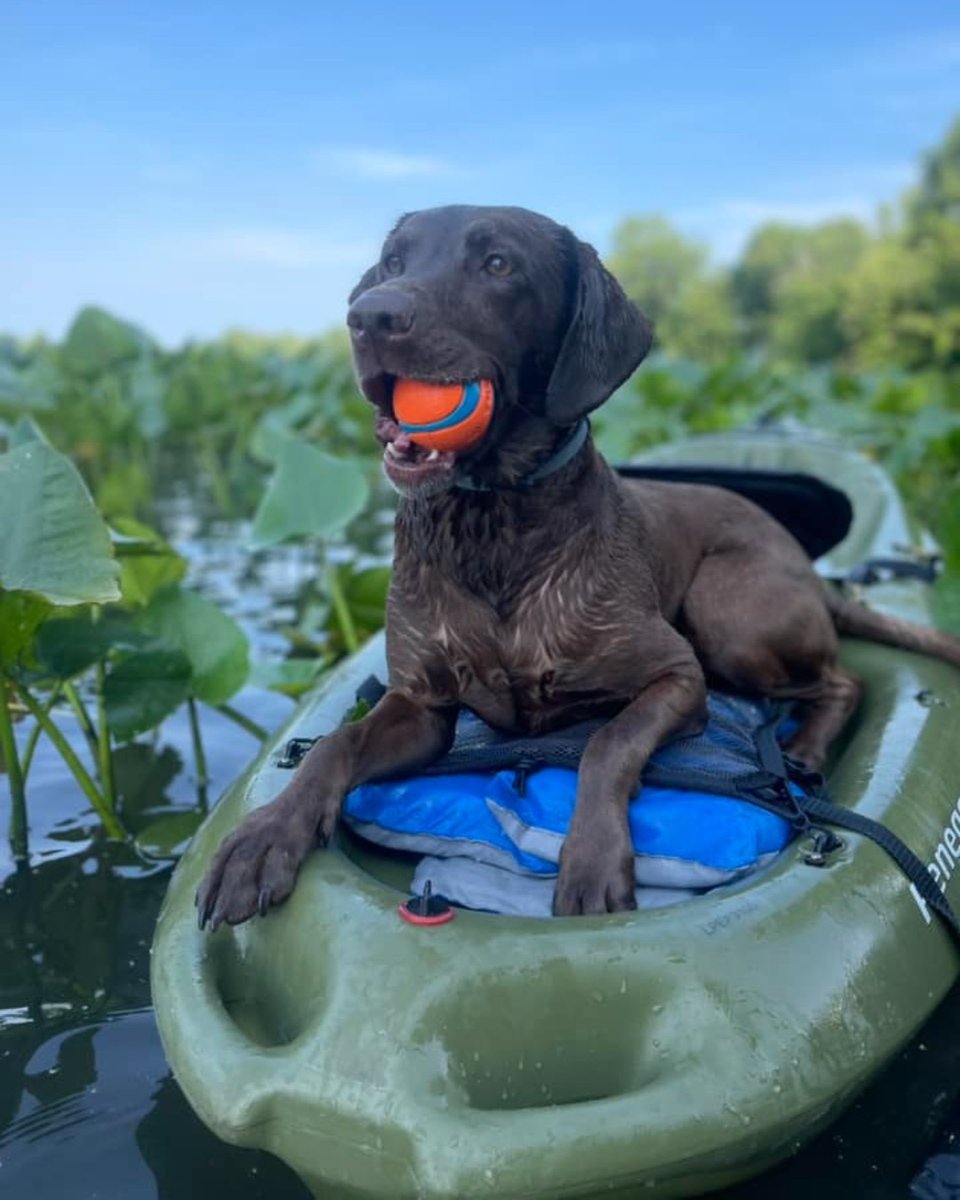 Ariat's tweet image. Thankful for our furry friends. 🐾 #AriatWork